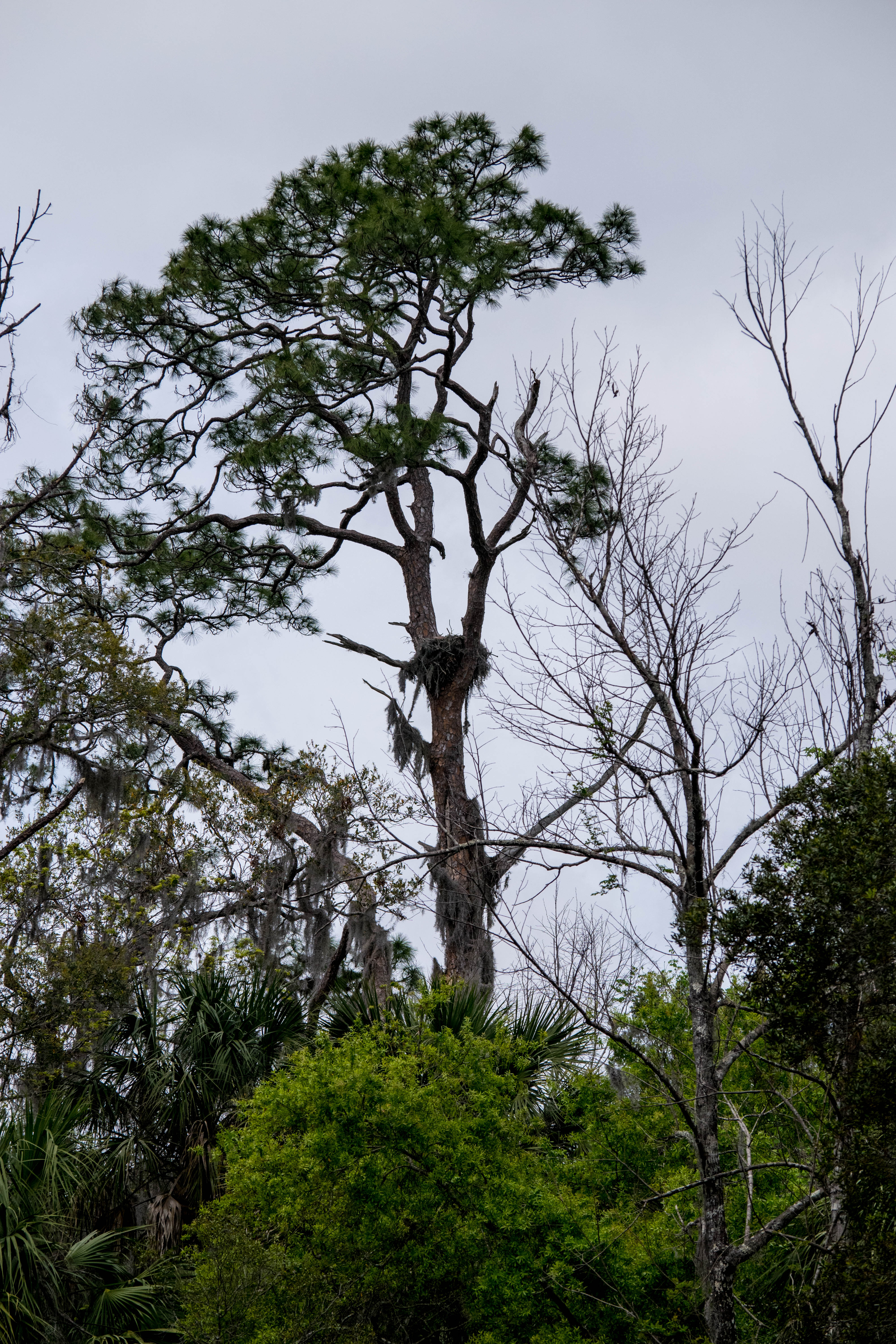 Photograph Homosassa Springs Wildlife State Park