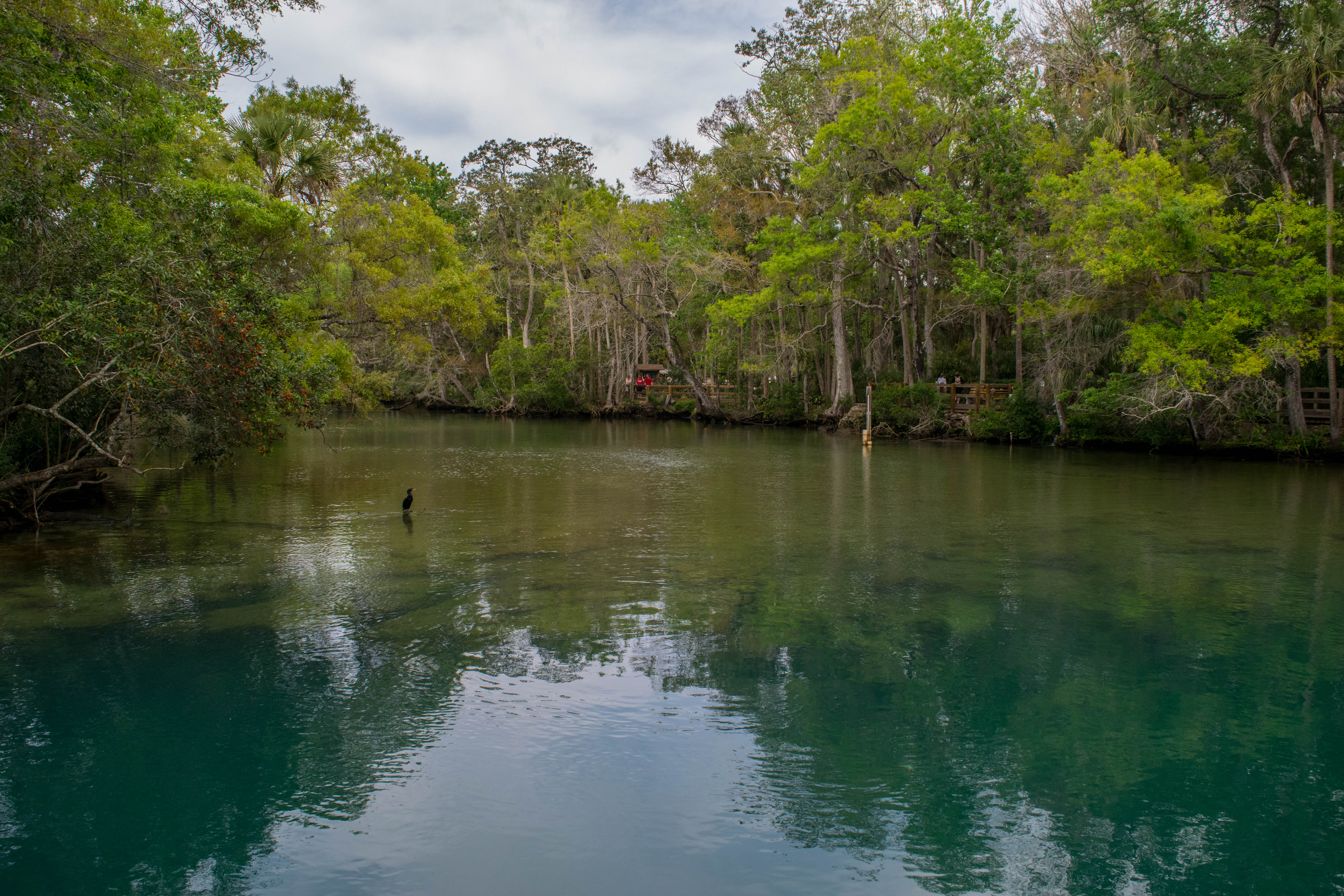Photograph Homosassa Springs Wildlife State Park