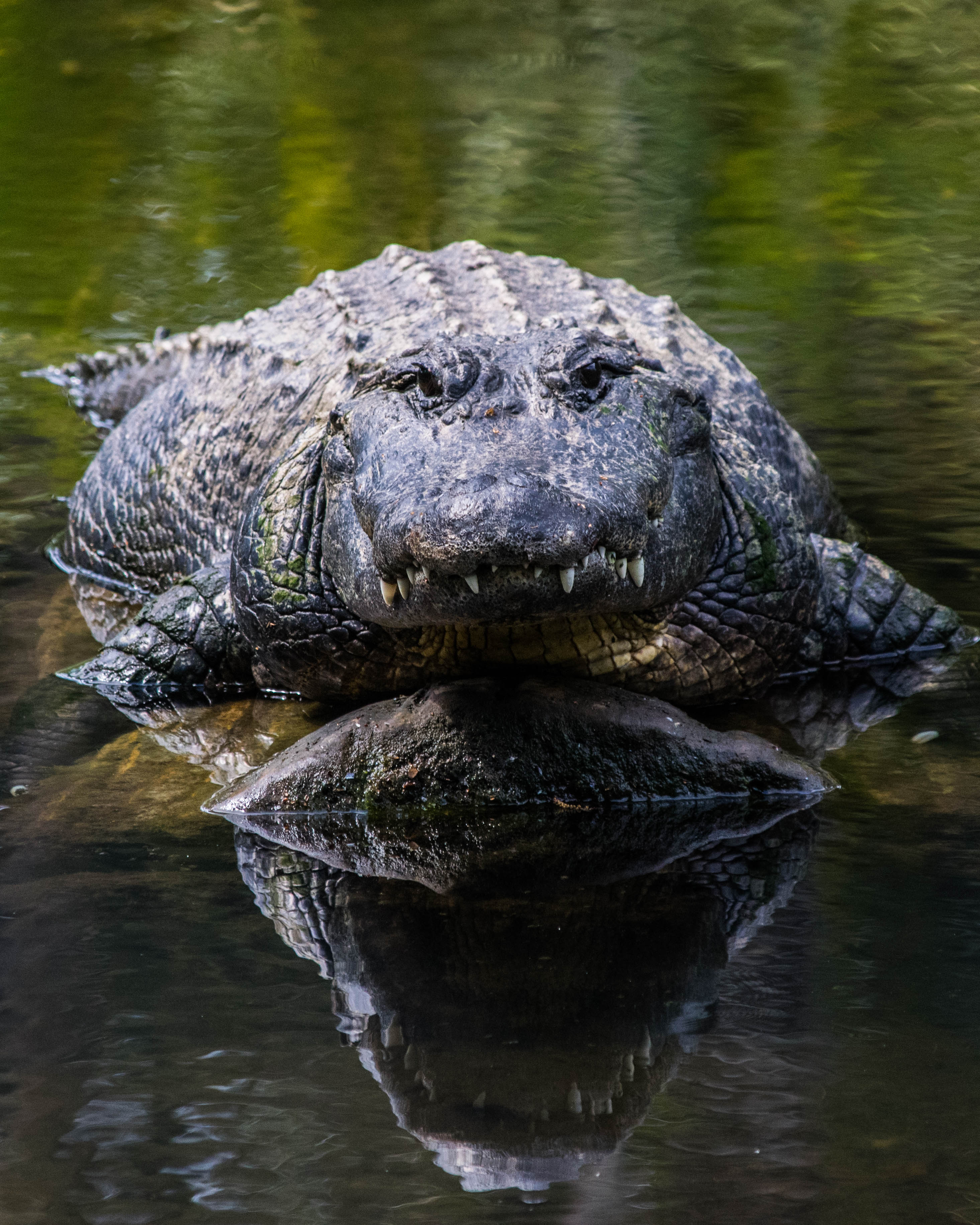 Photograph Homosassa Springs Wildlife State Park