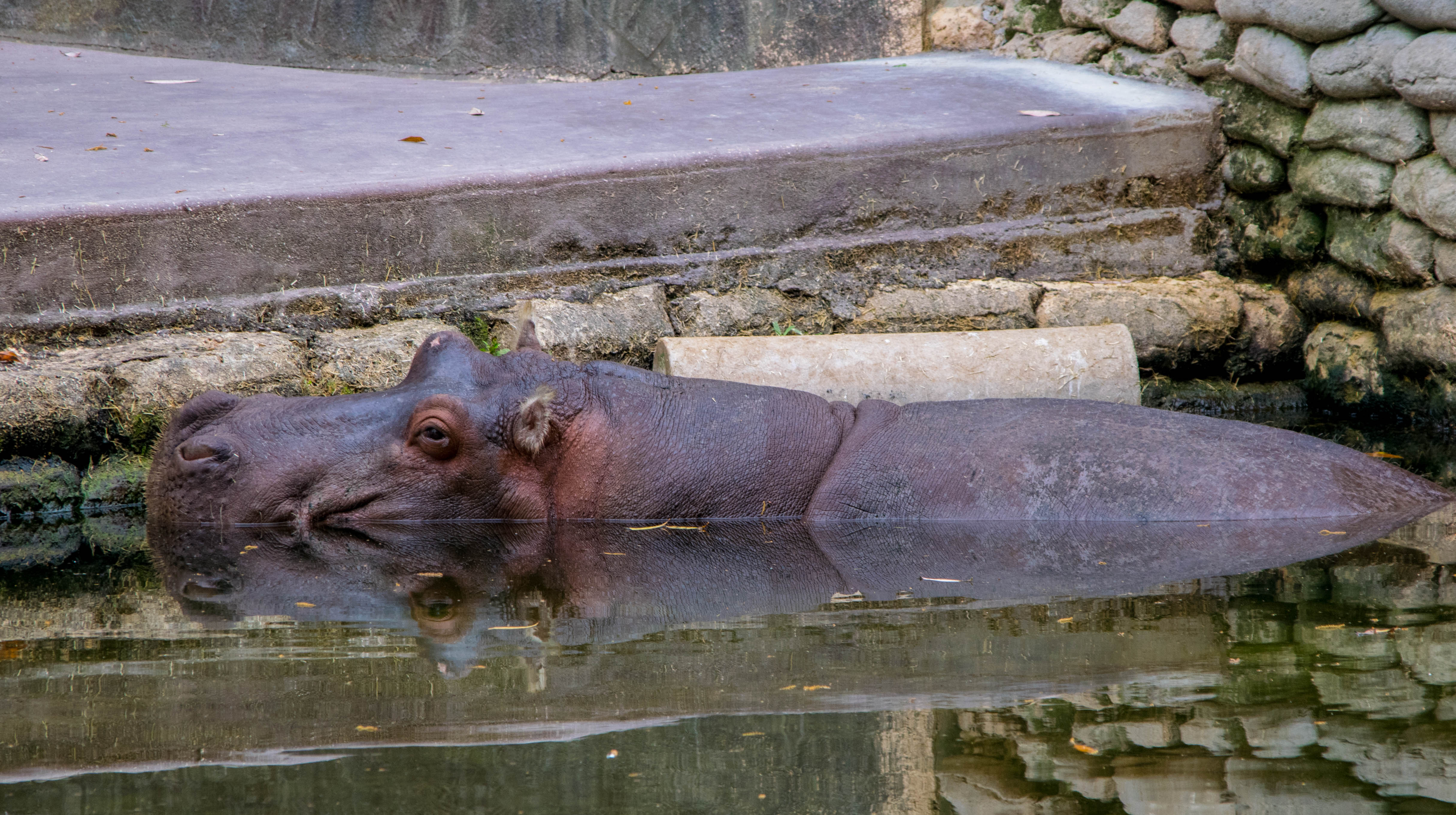 Photograph Homosassa Springs Wildlife State Park