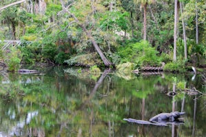 Photograph Homosassa Springs Wildlife State Park