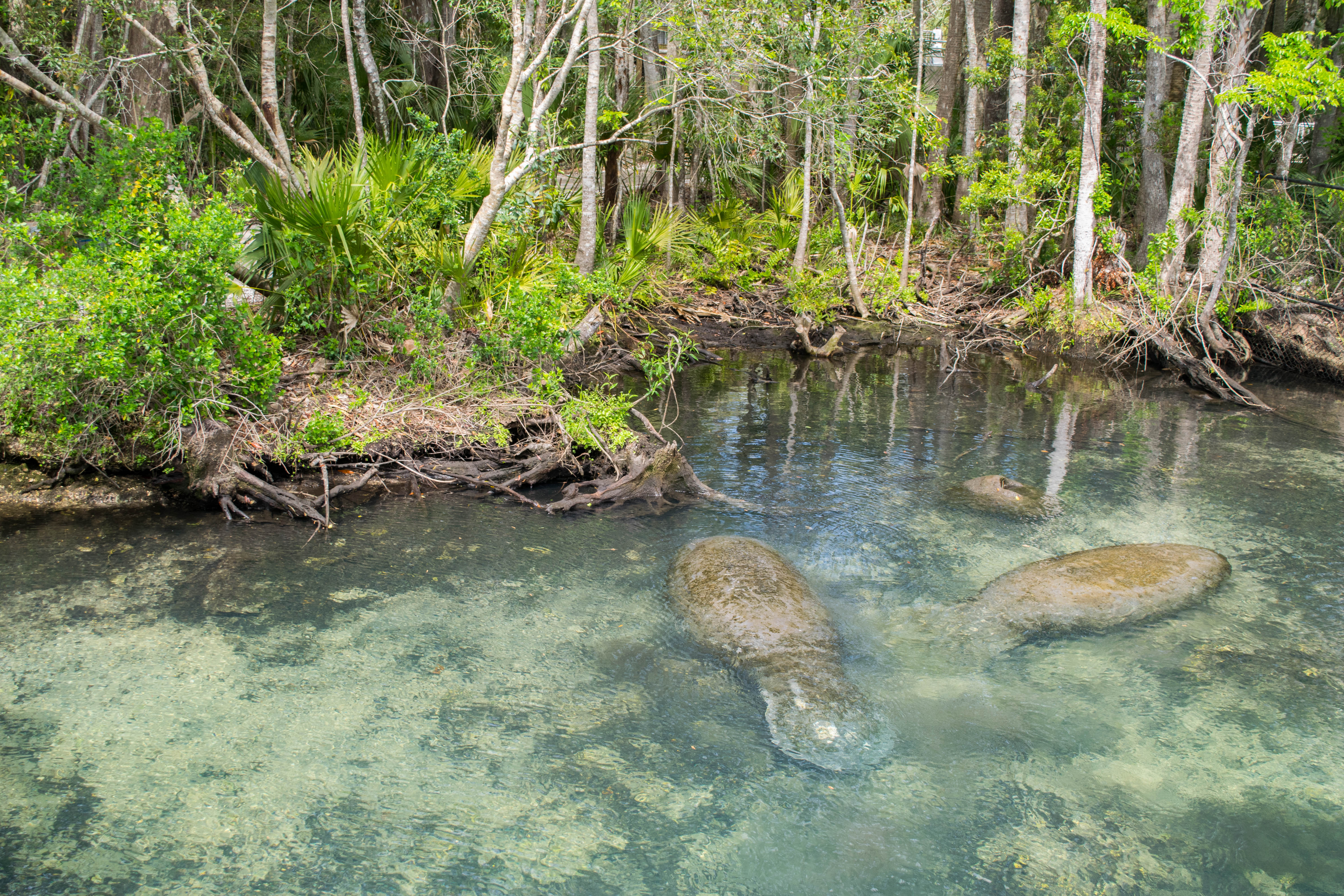 Photograph Homosassa Springs Wildlife State Park