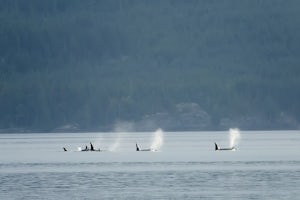 Searching for Orcas in Johnstone Strait