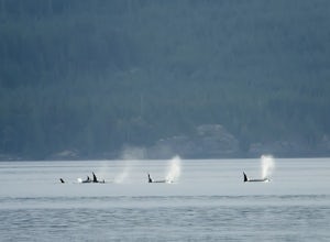 Searching for Orcas in Johnstone Strait