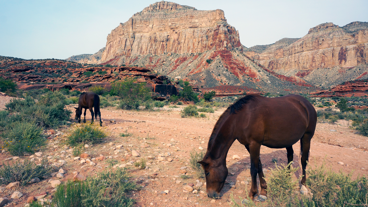 Backpack to Havasu Falls and the Colorado