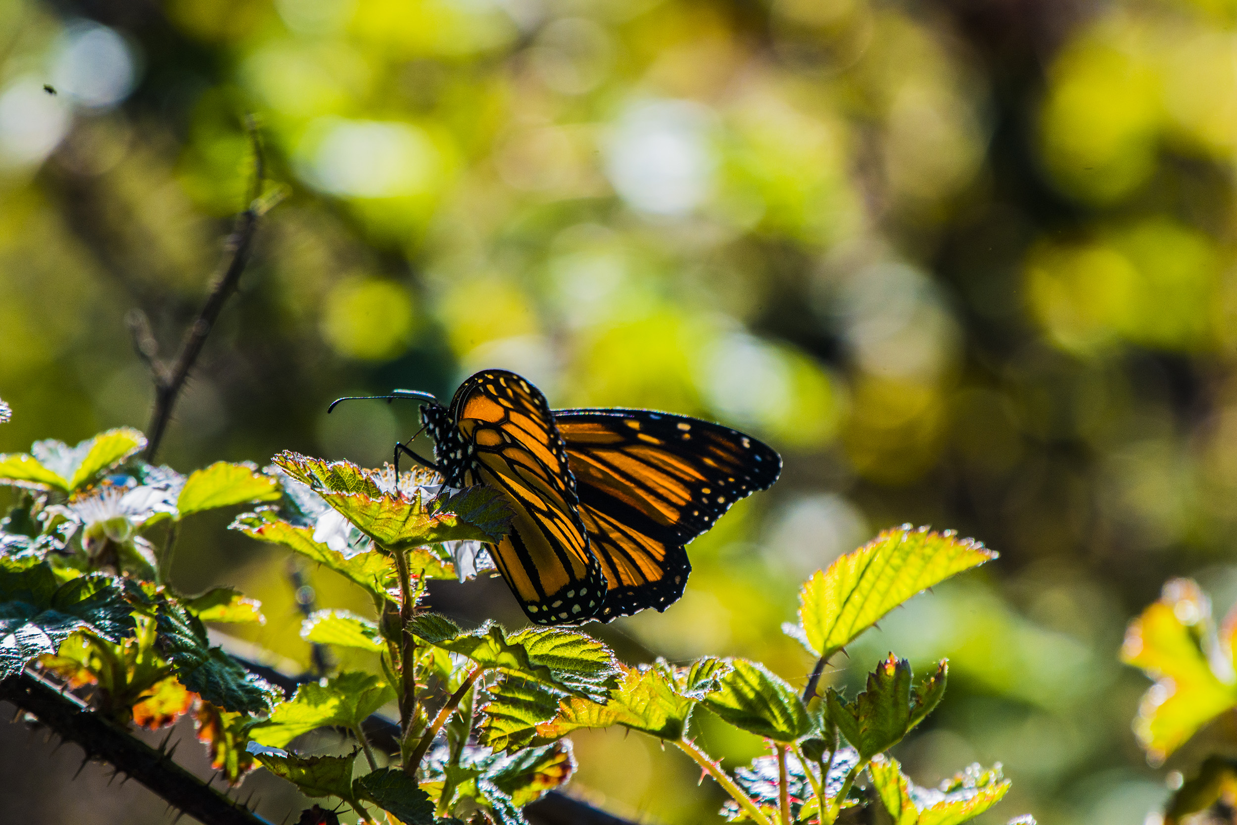 Natural Bridges' Monarch Grove