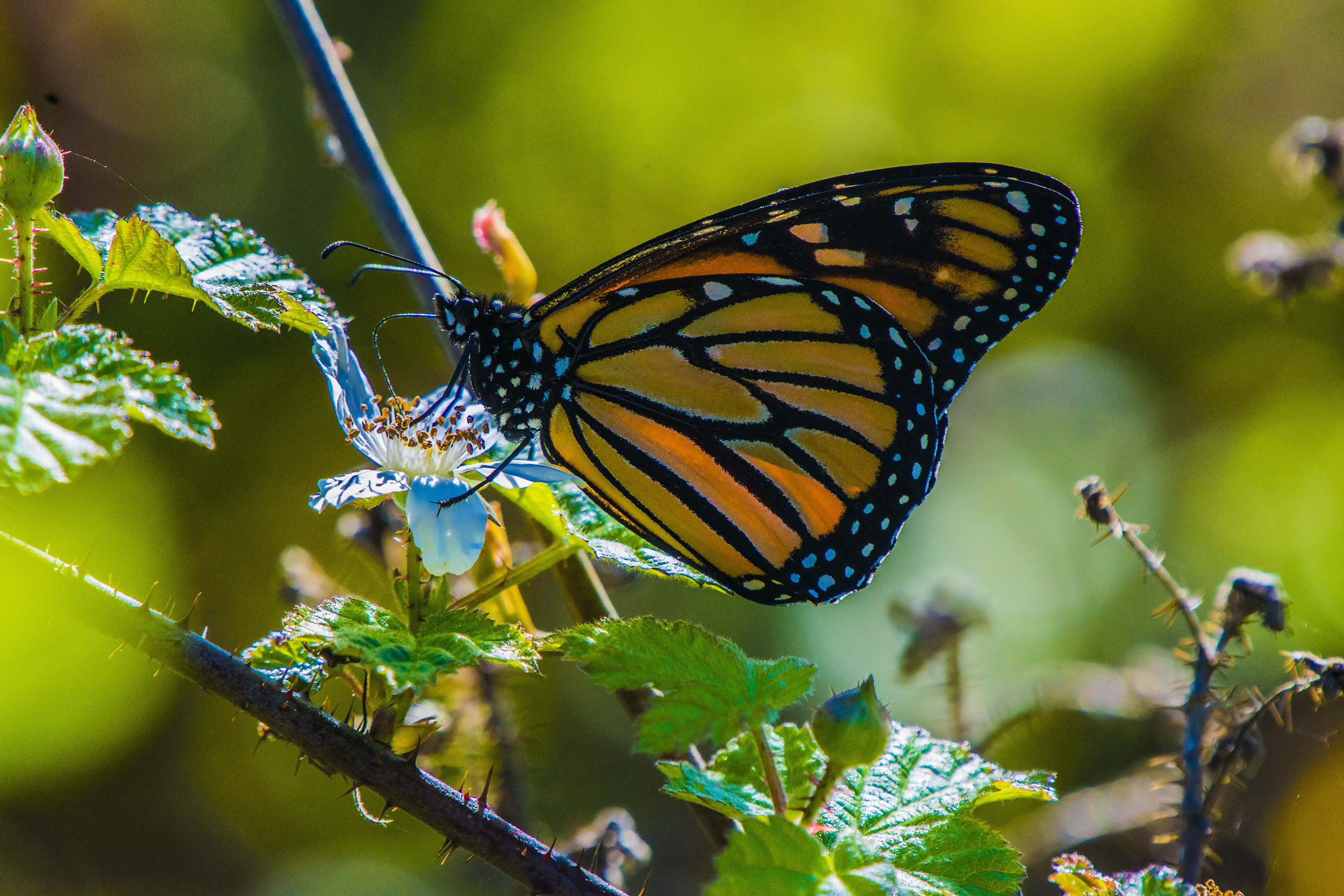 Photograph Monarch Butterflies at Natural Bridges' Monarch Grove, Santa