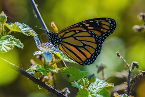 Photograph Monarch Butterflies at Natural Bridges' Monarch Grove