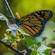 Photograph Monarch Butterflies at Natural Bridges' Monarch Grove