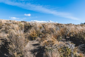 Hike the Ridge Walking Track