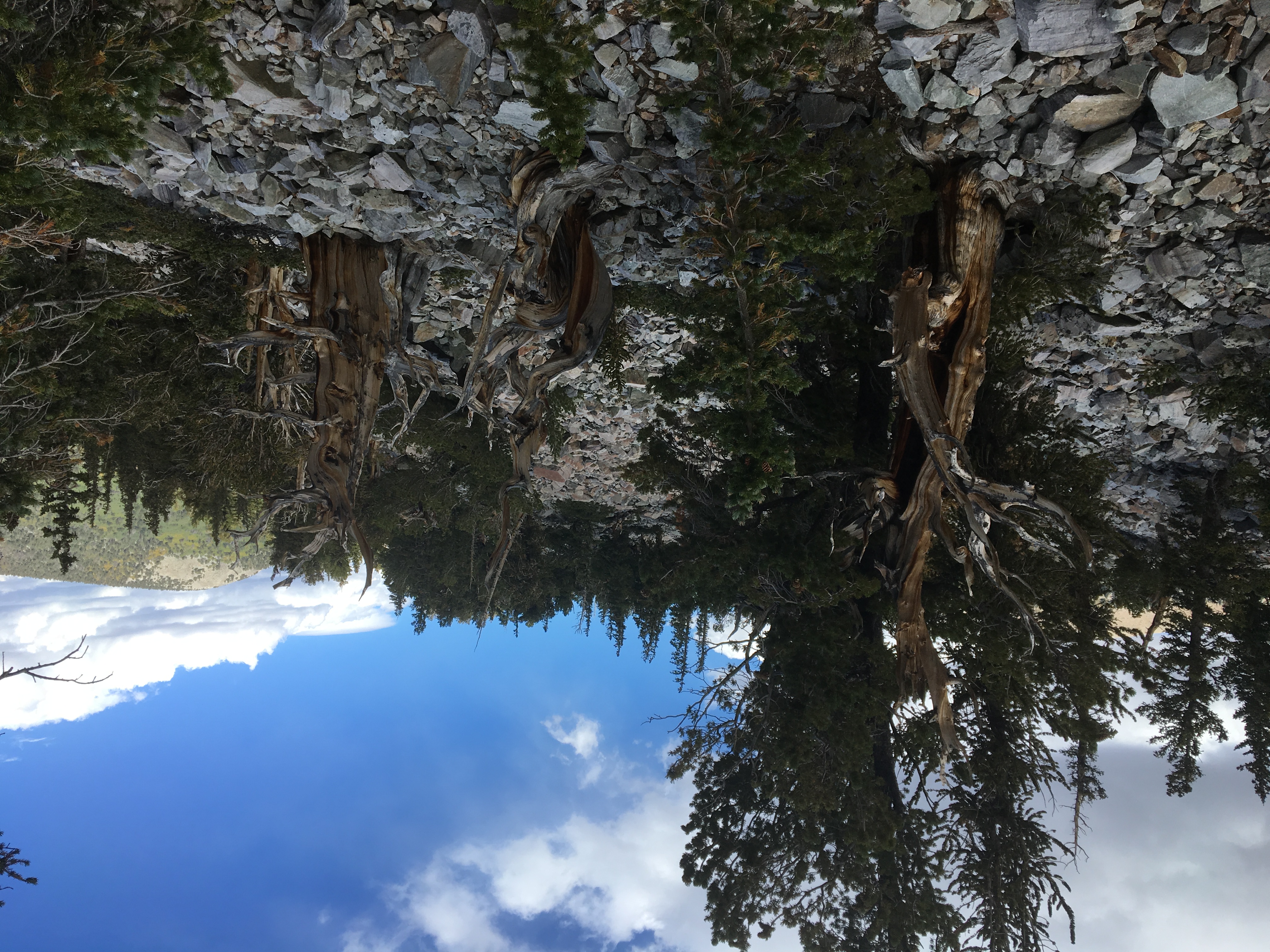 Hike the Bristlecone and Glacier Trail in Great Basin NP