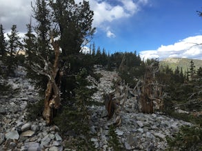 Hike the Bristlecone and Glacier Trail in Great Basin NP