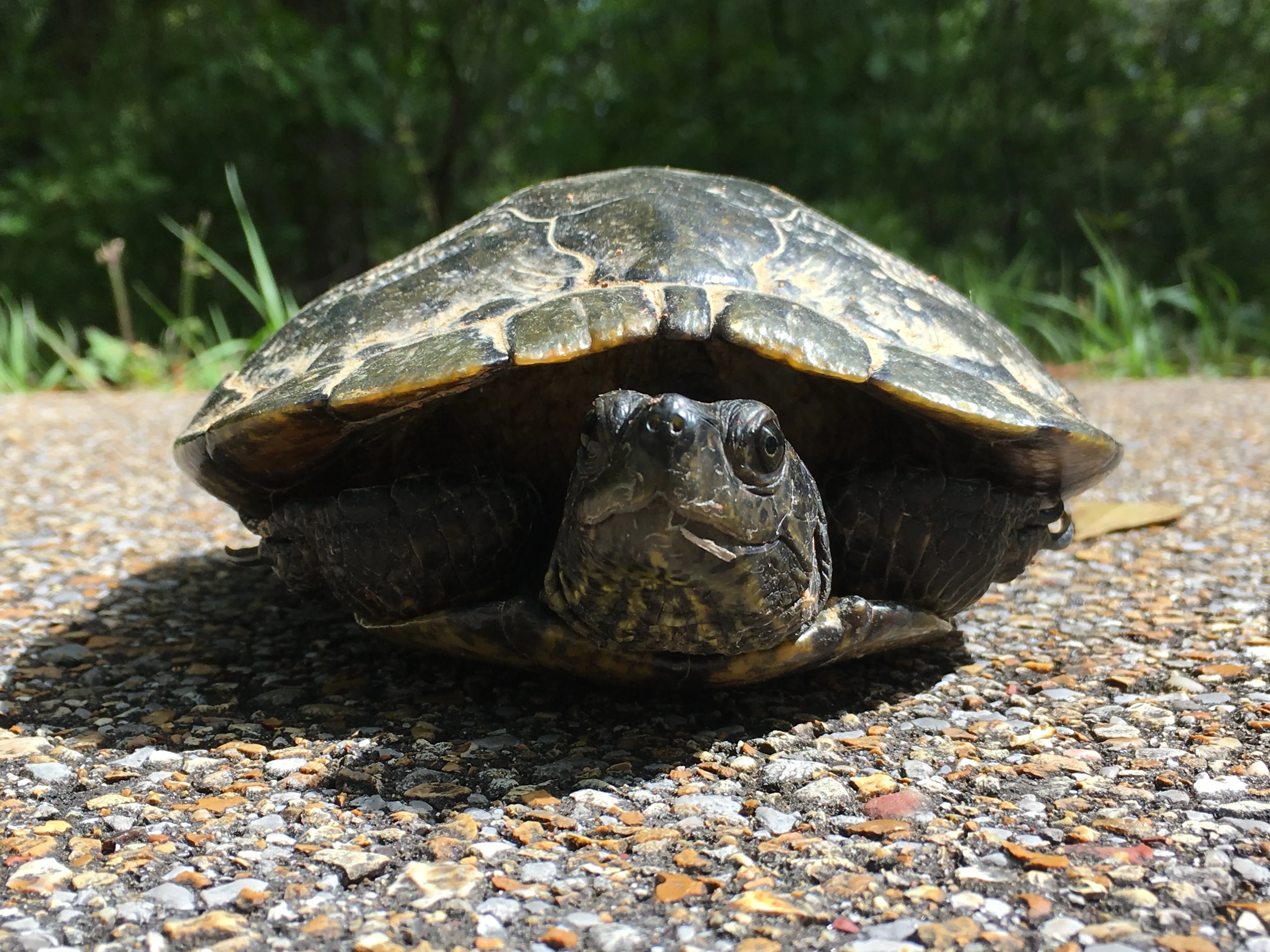 Bike the Longleaf Trace
