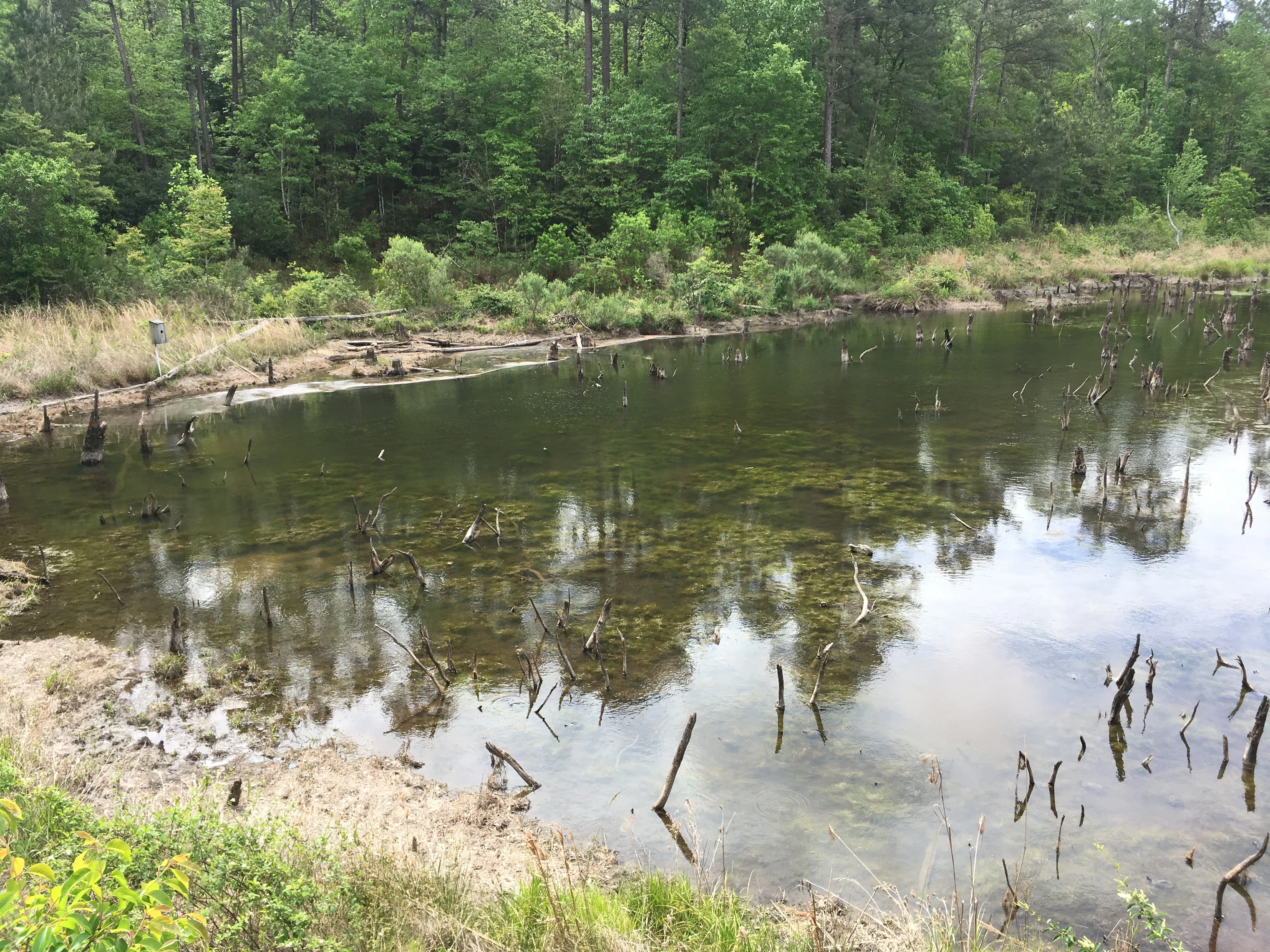 Bike the Longleaf Trace