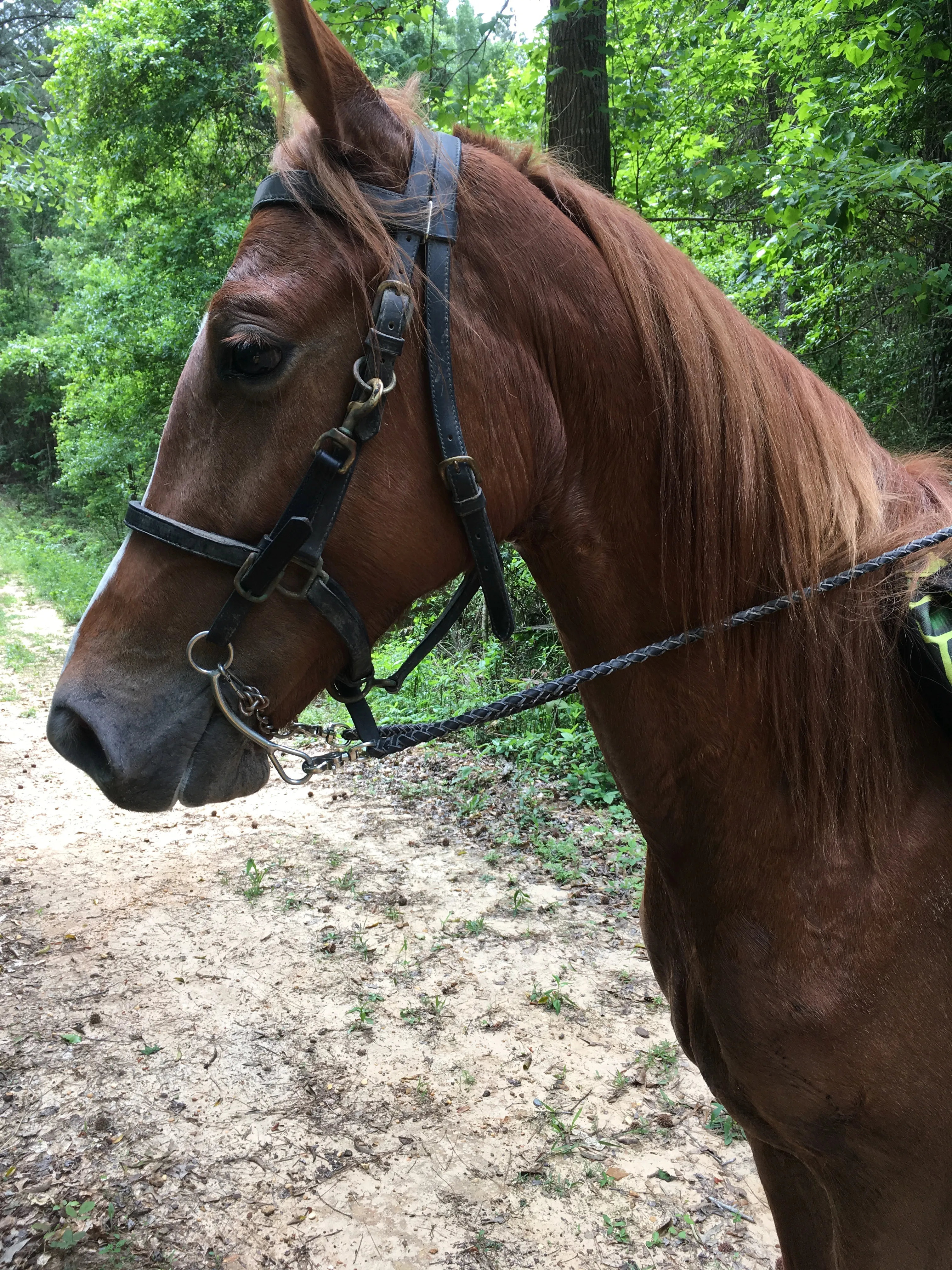 Bike the Longleaf Trace