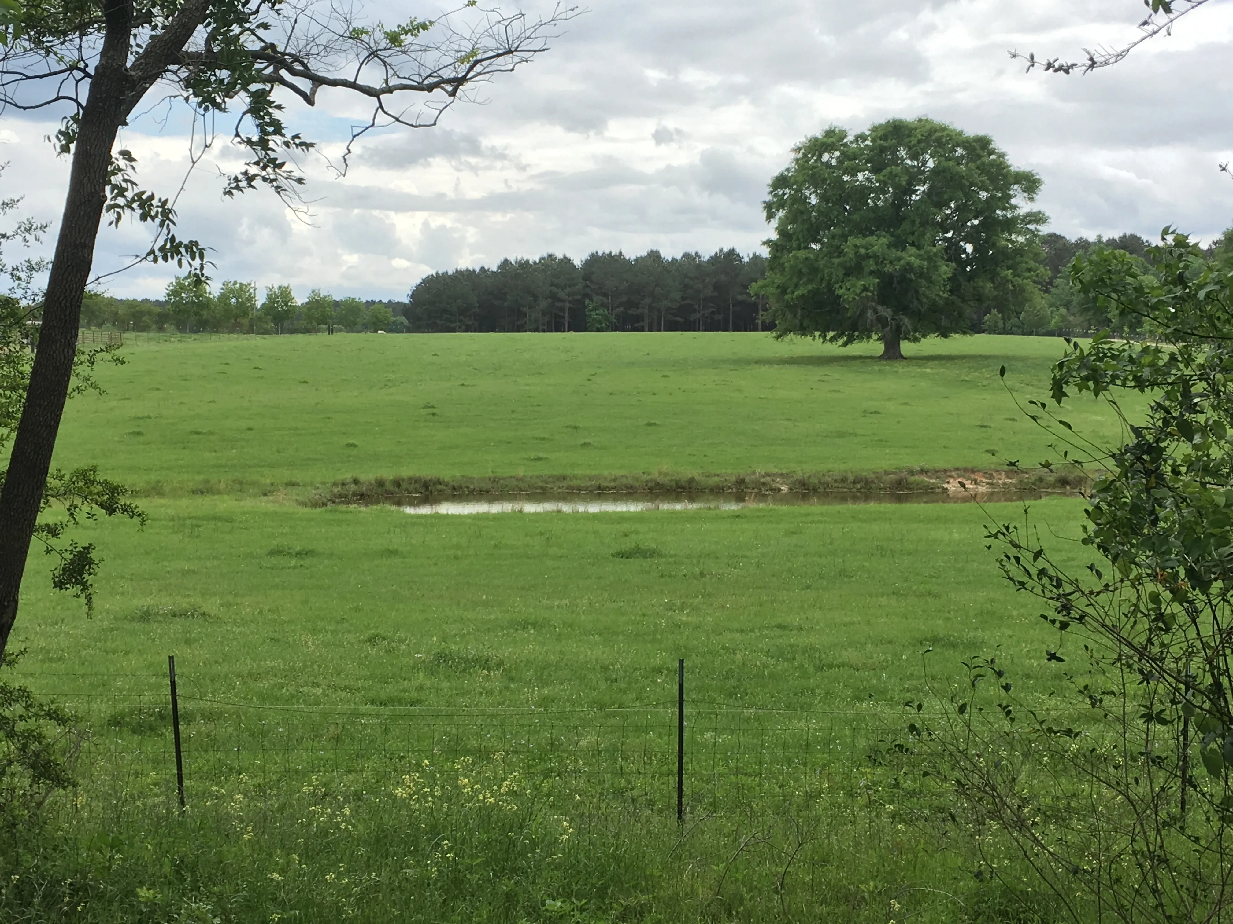 Bike the Longleaf Trace
