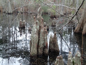 Hike the Bald Cypress Trail