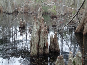 Hike the Bald Cypress Trail