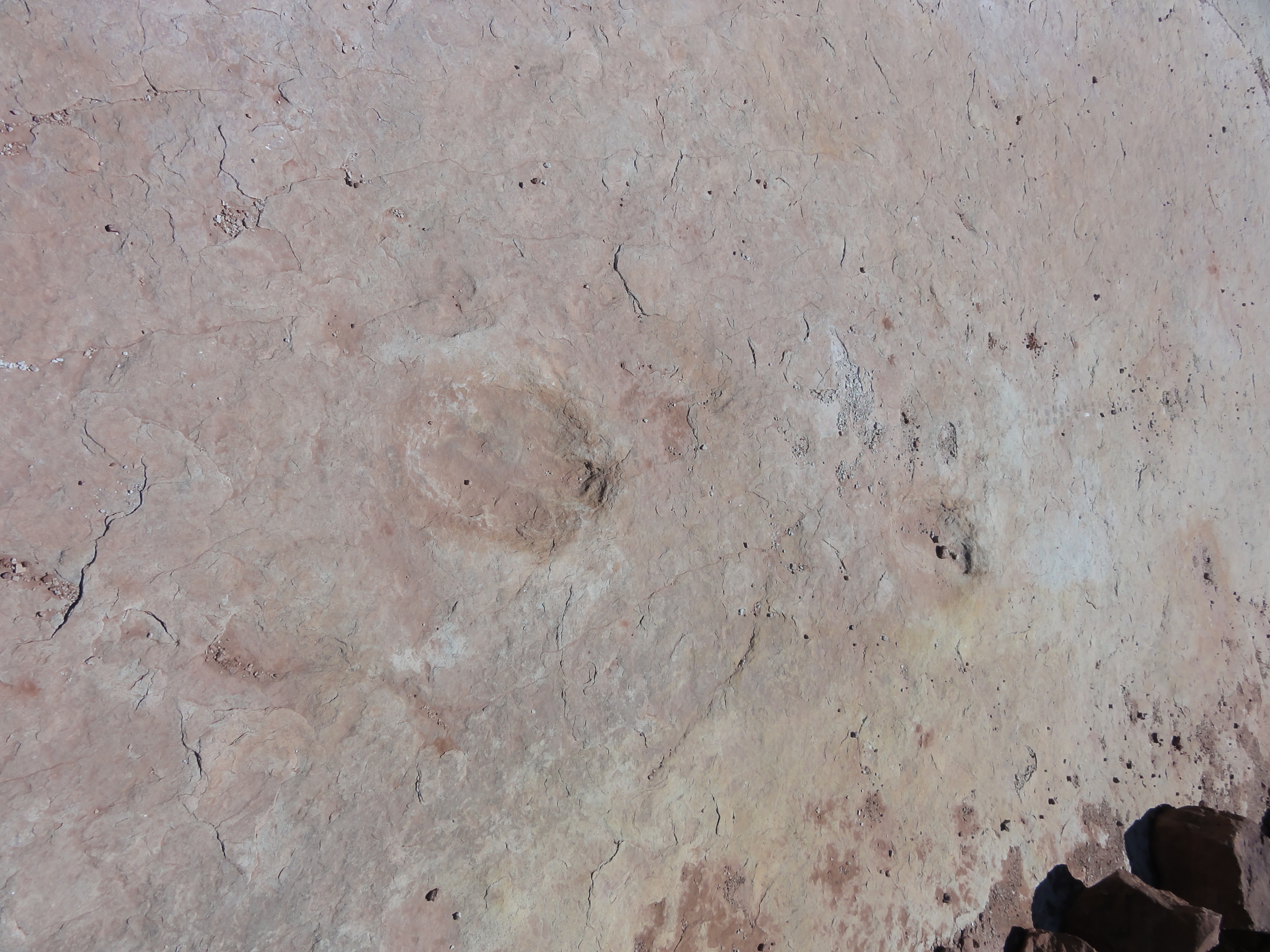 Explore the Willow Springs Dinosaur Tracks, Moab, Utah
