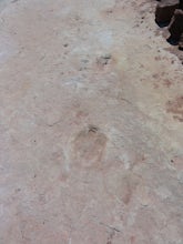 Explore the Willow Springs Dinosaur Tracks