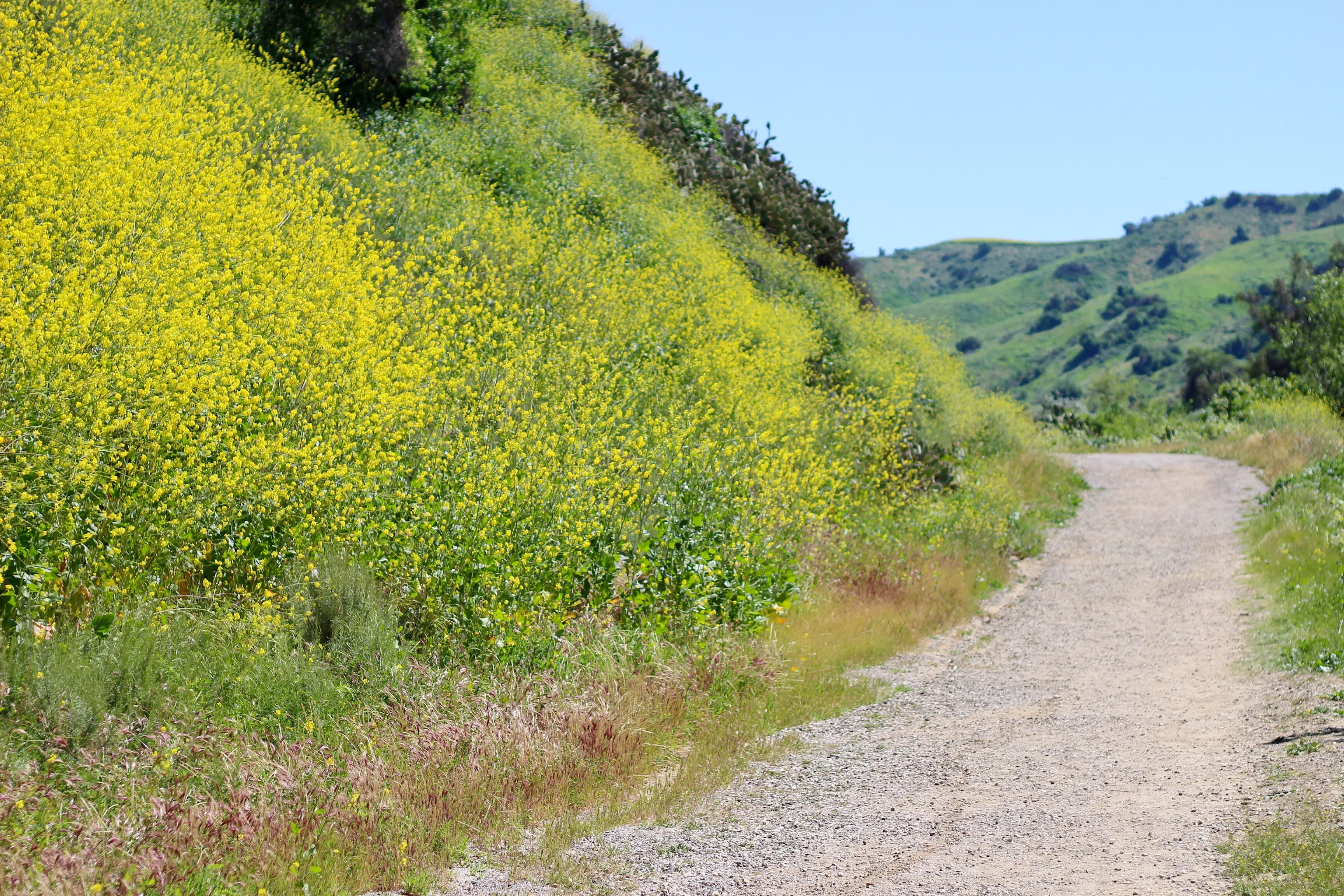 Sycamore Canyon Trail in Turnbull Canyon