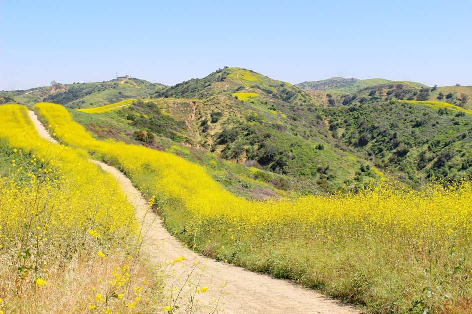 Hike Sycamore Canyon Trail in Turnbull Canyon, Sycamore Canyon Park