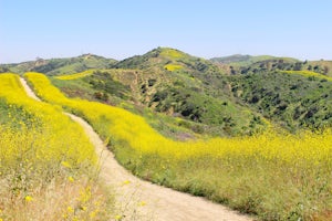Sycamore Canyon Trail in Turnbull Canyon