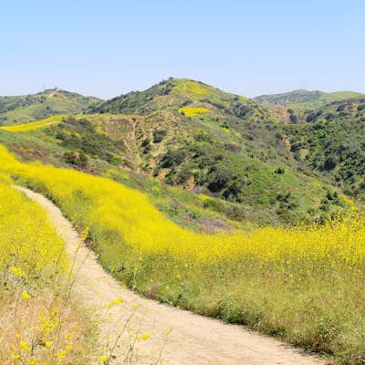 Sycamore Canyon Trail in Turnbull Canyon