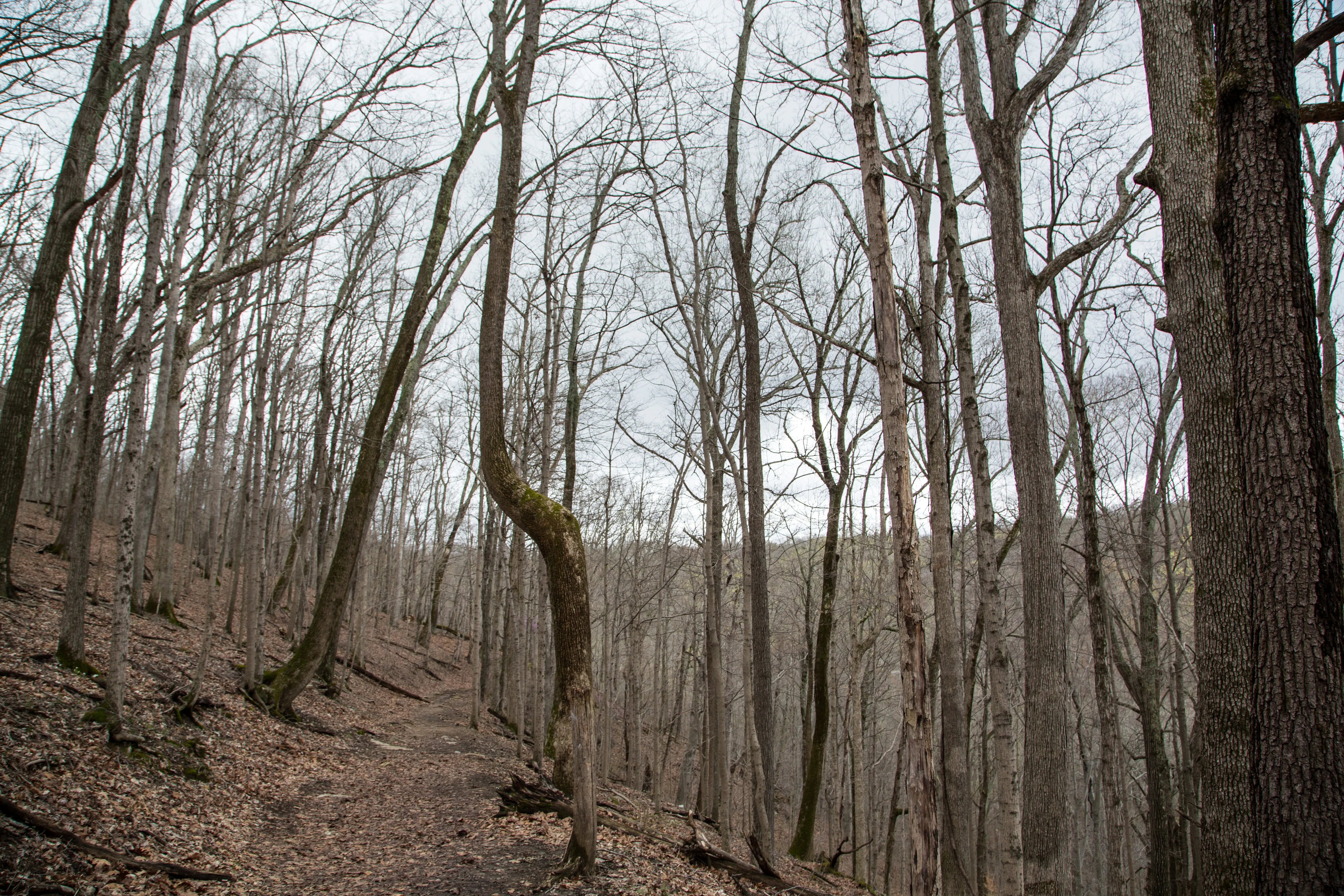 Hike to Tioga Falls