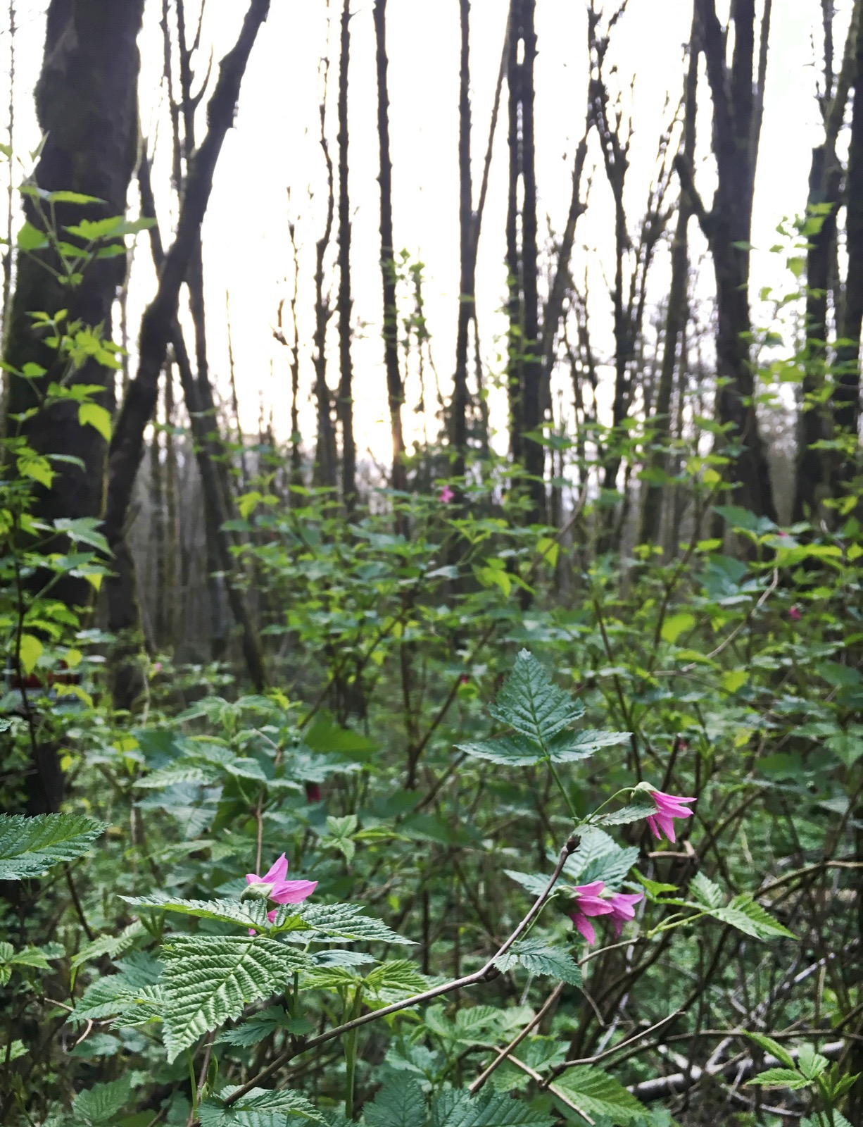 Run the Saltzman Road Trail 