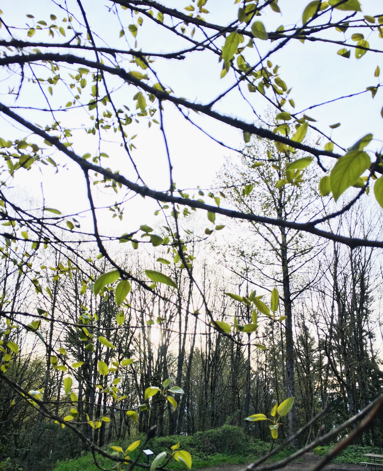Run the Saltzman Road Trail 