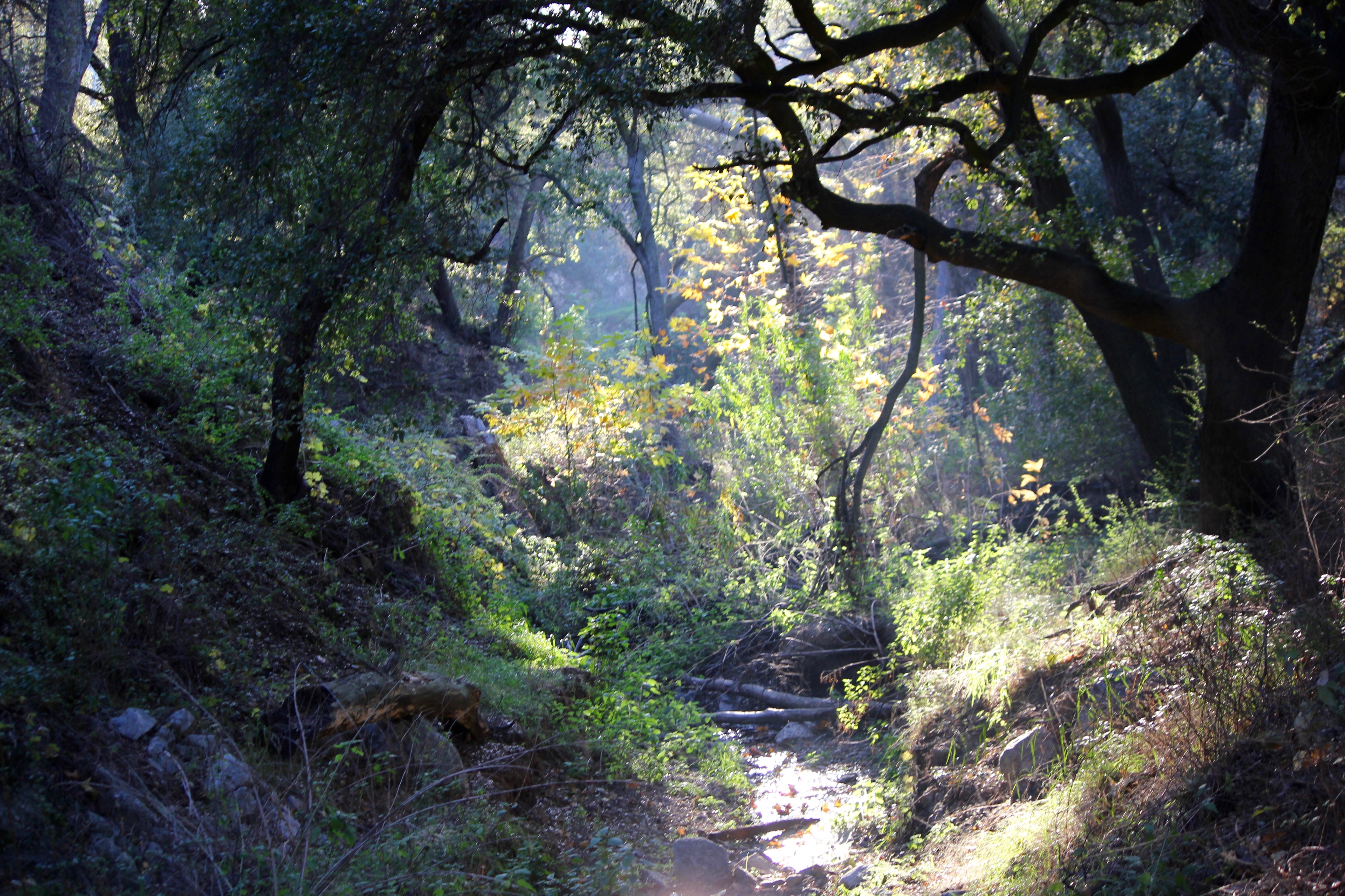 Marshall Canyon Trail