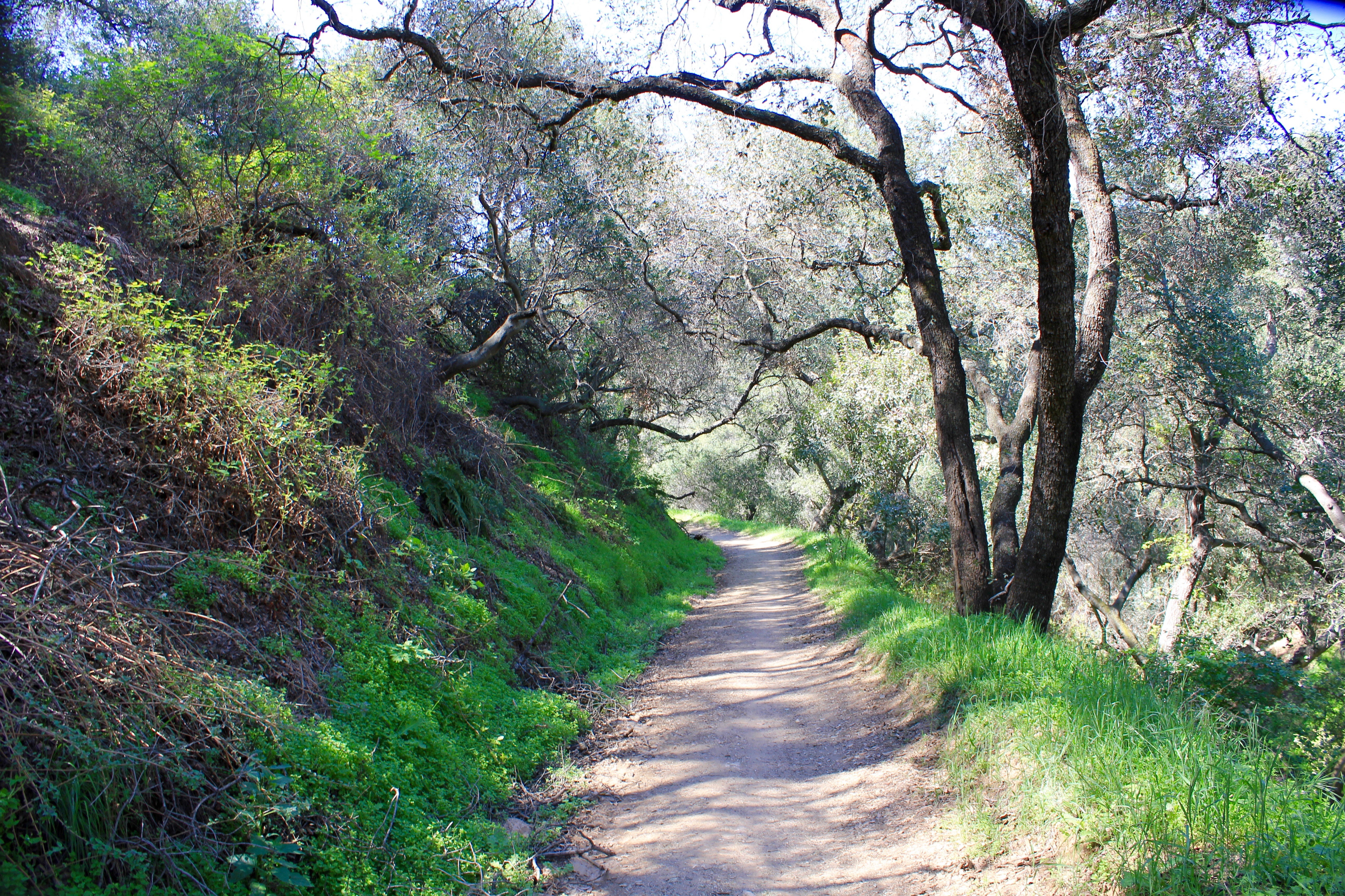 Marshall Canyon Trail