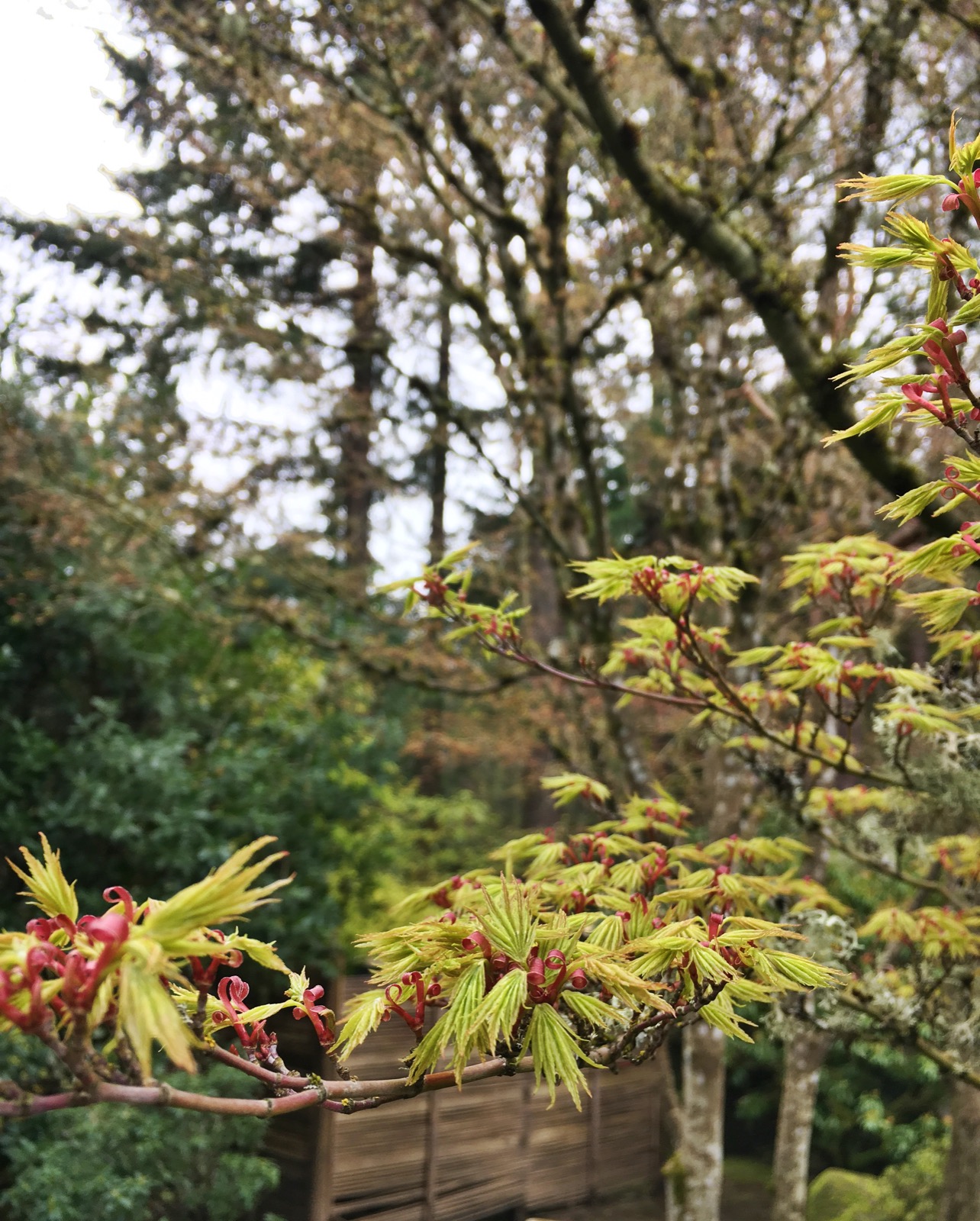 Portland Japanese Garden