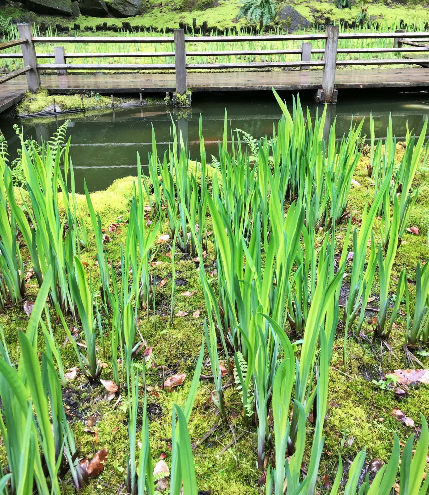 Portland Japanese Garden