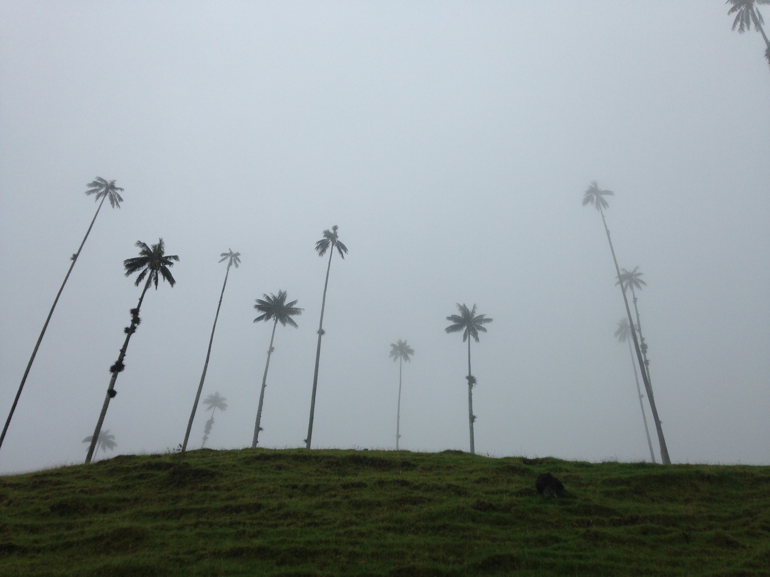 Bike to the Valle de Cocora