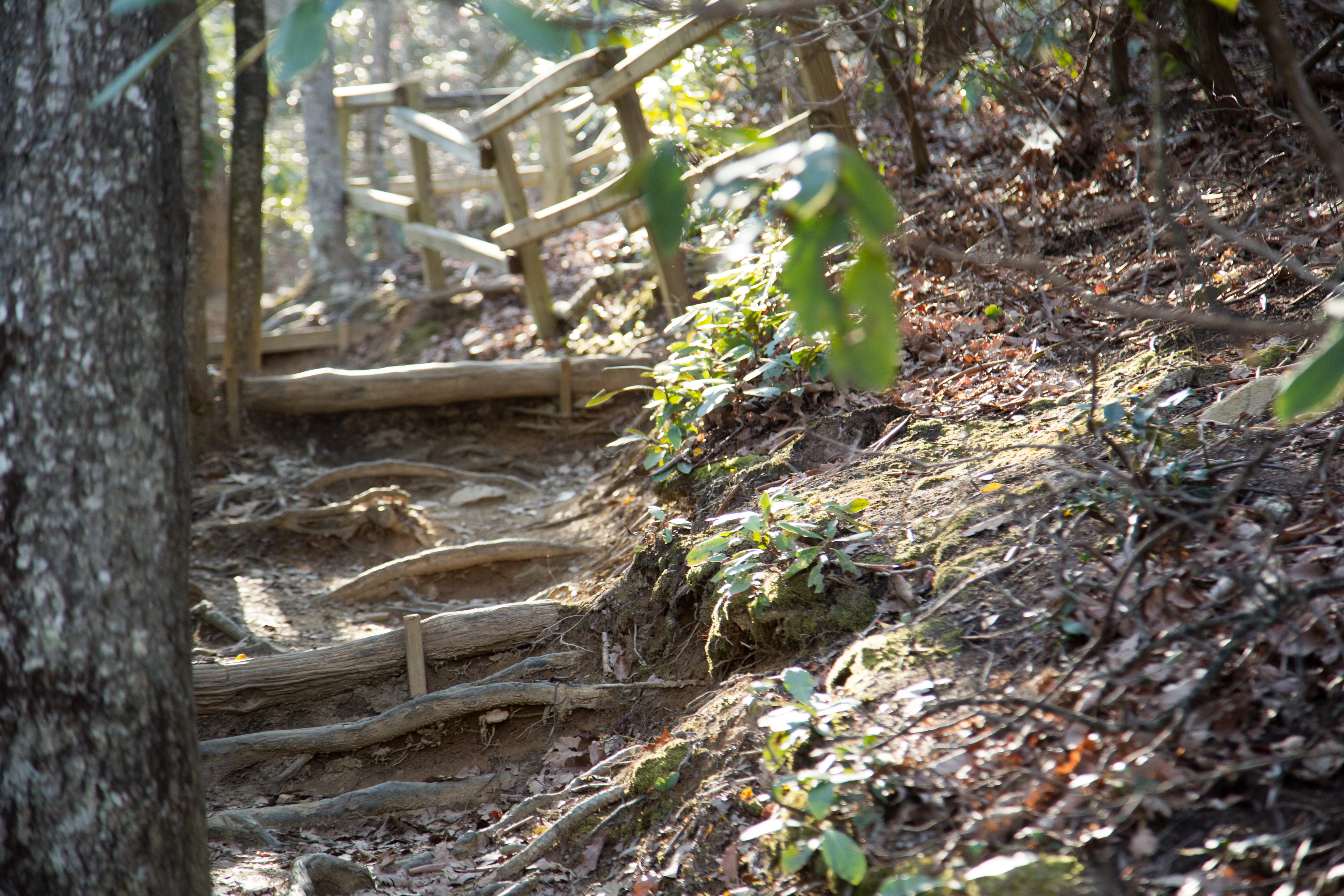 Hike Lookout Mountain, Montreat