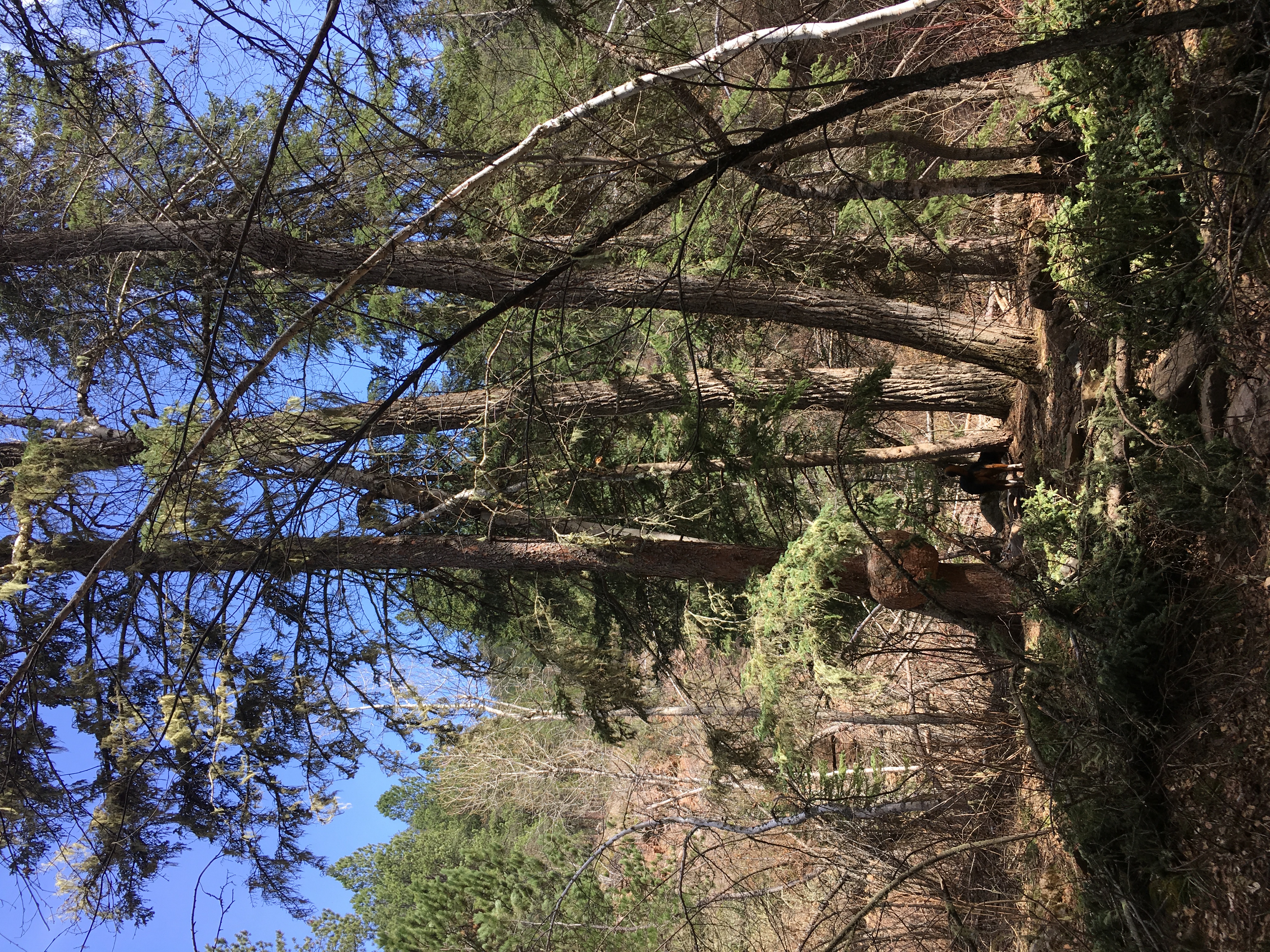 Hike to Devil's Bathtub, Black Hills National Forest, Lead, South Dakota