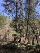 Hike to Devil's Bathtub, Black Hills National Forest