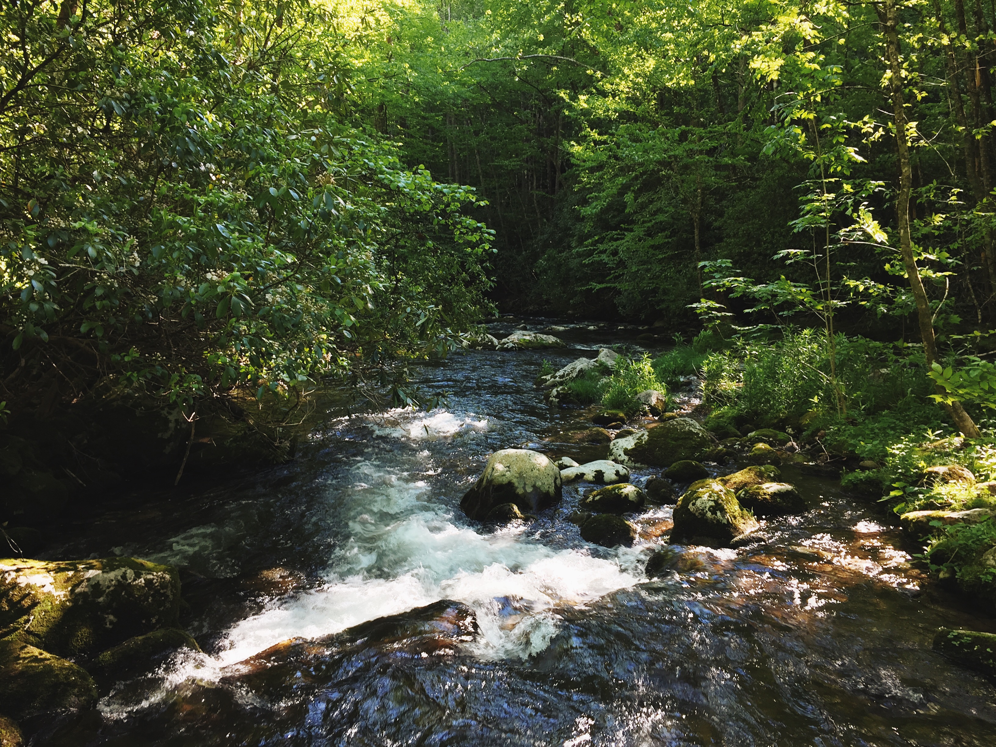 Southern Smokies: Fontana Lake to Clingman's Dome