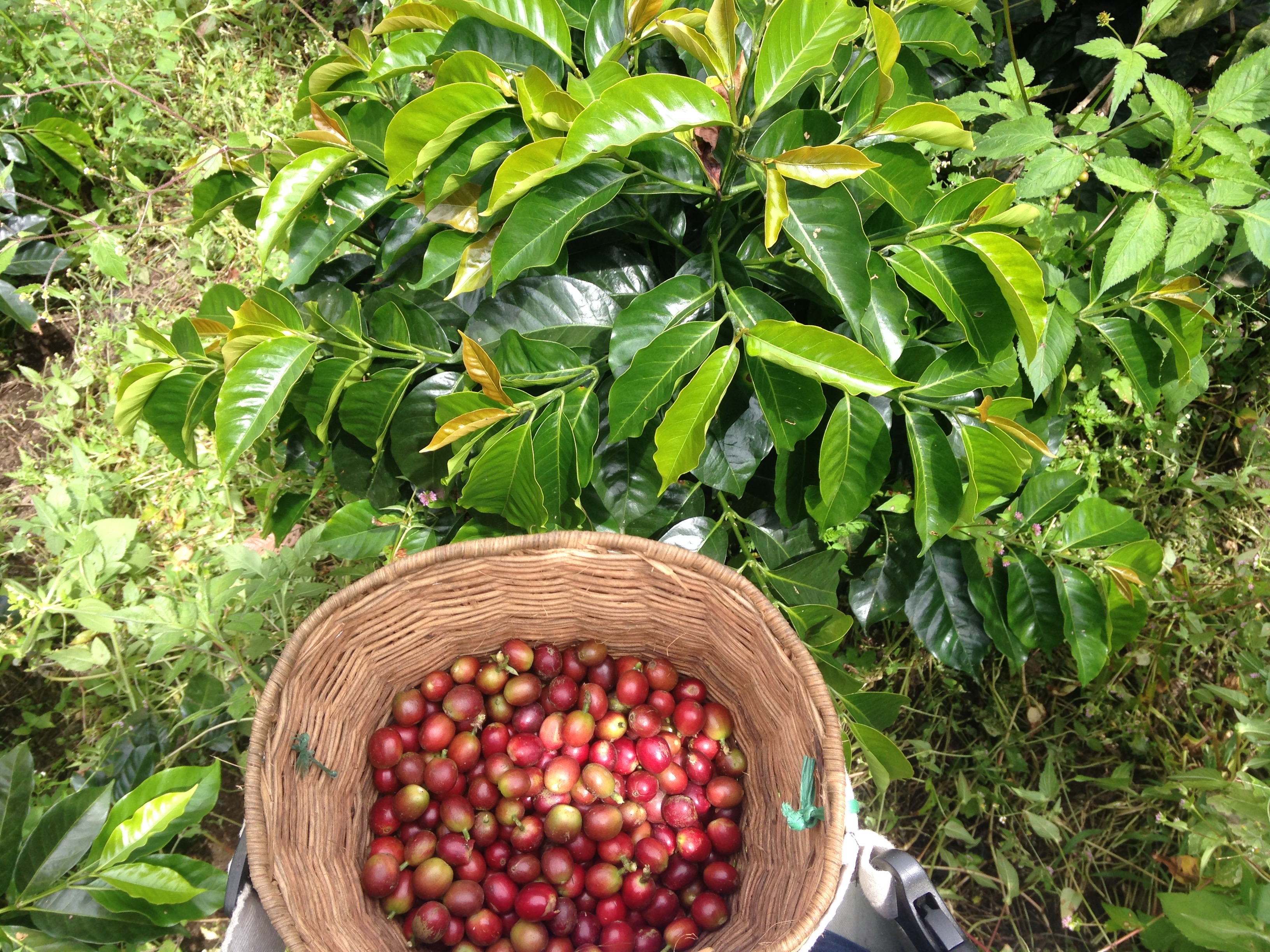 Explore the Coffee Valley