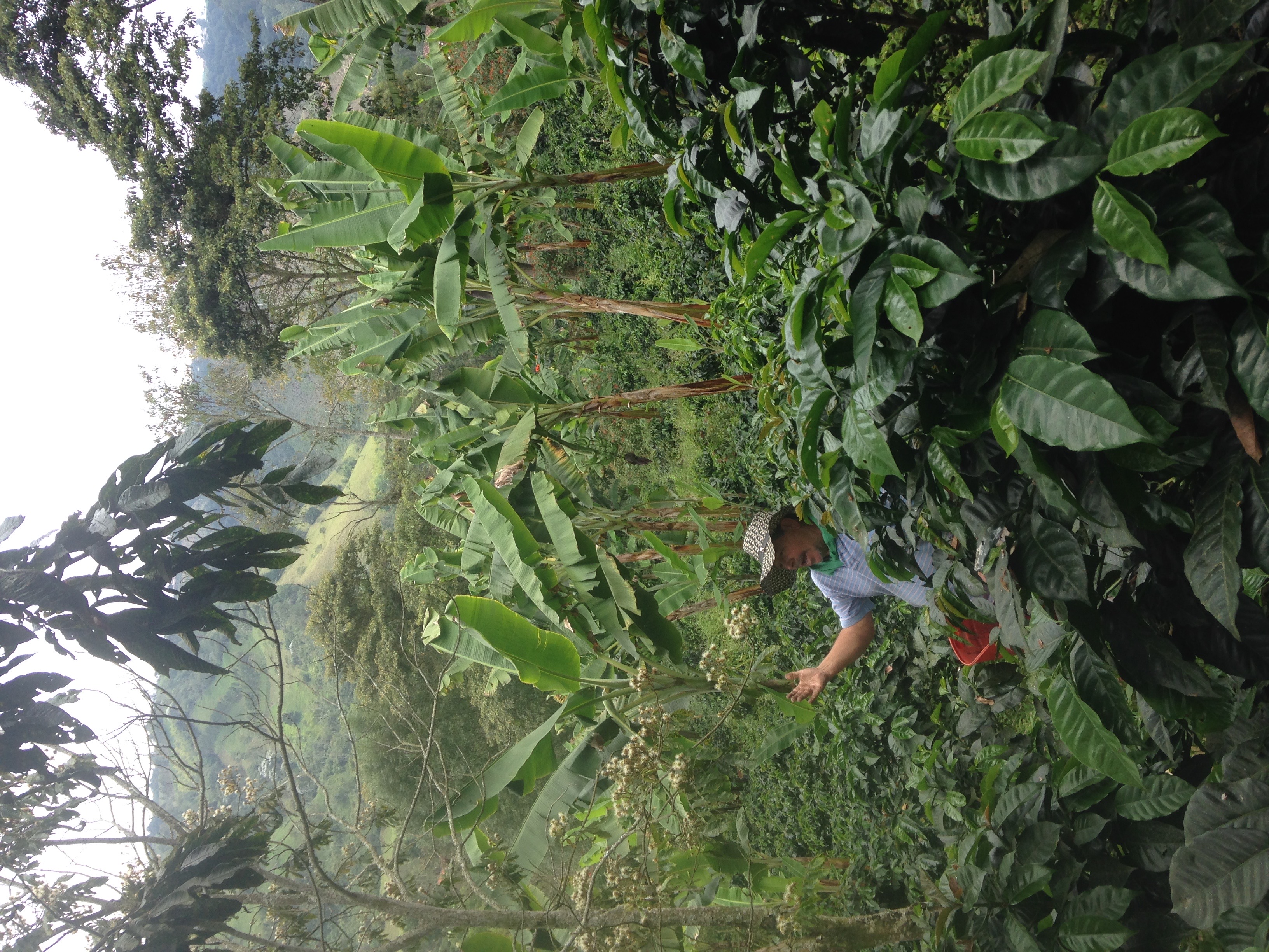 Explore the Coffee Valley