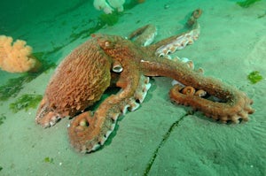 Scuba Dive at Mike's Beach Resort