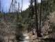 Hike to Clear Creek in Cimarron Canyon State Park