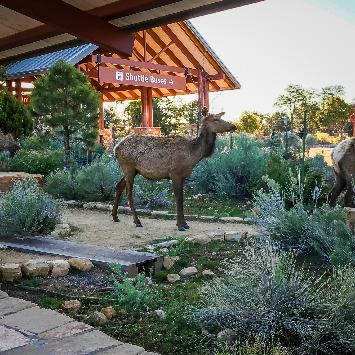 Camp at Mather Campground, Grand Canyon NP