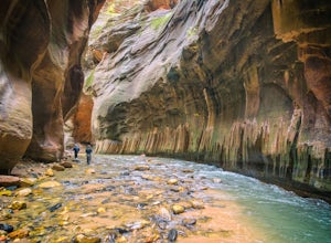 A Mesmerizing Experience Hiking The Narrows in Zion National Park