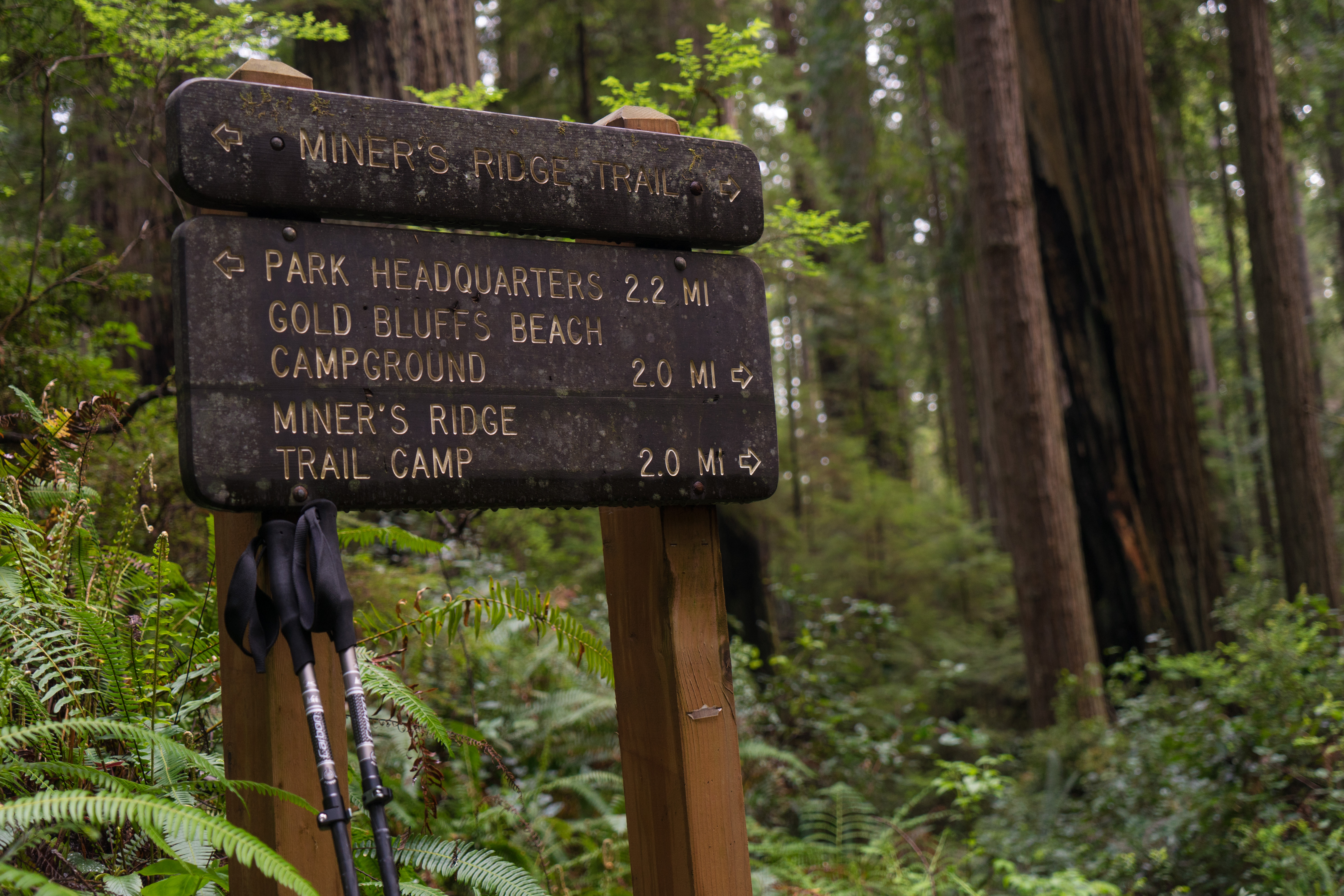 Prairie Creek Redwoods Loop
