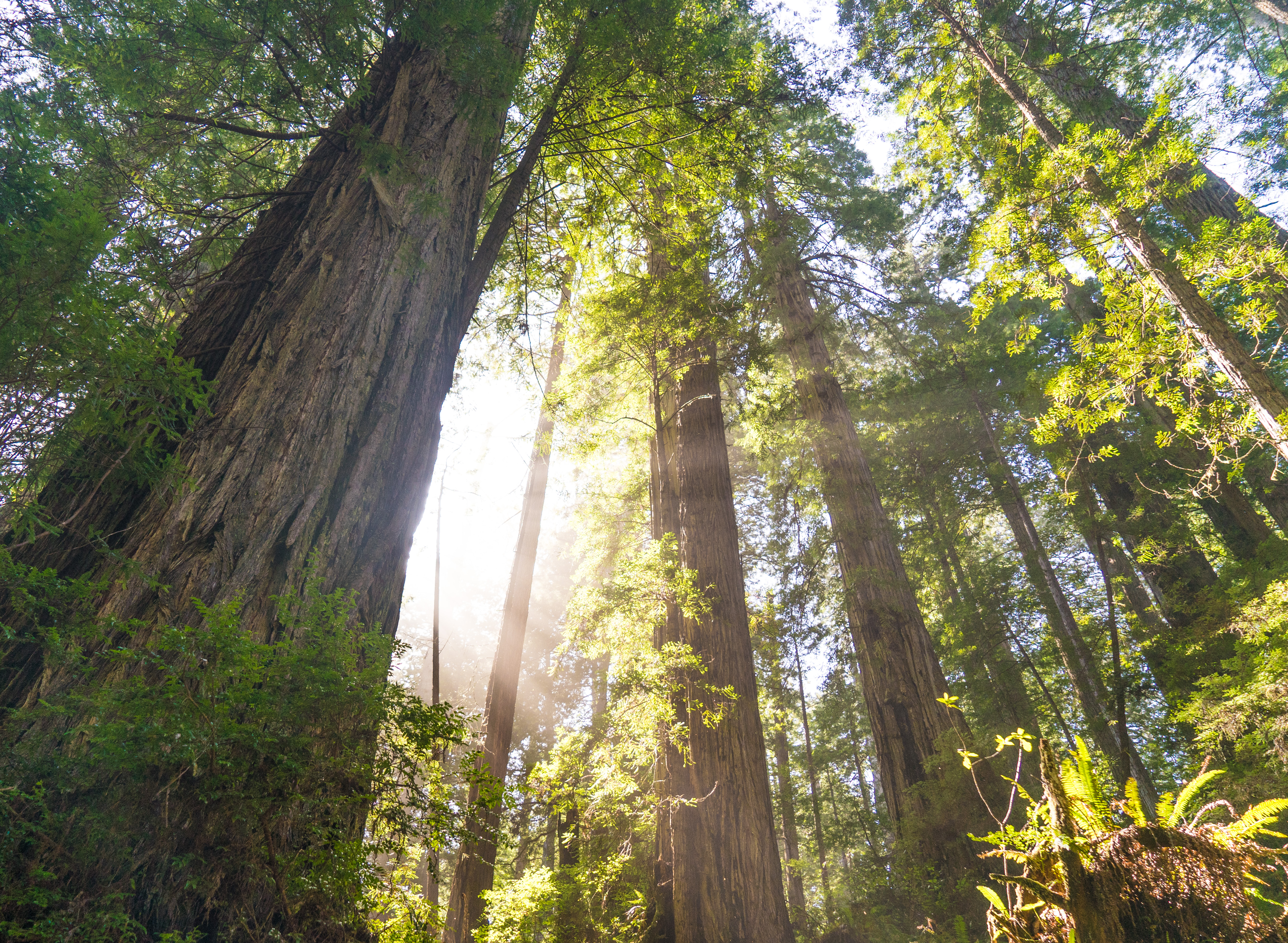Prairie Creek Redwoods Loop