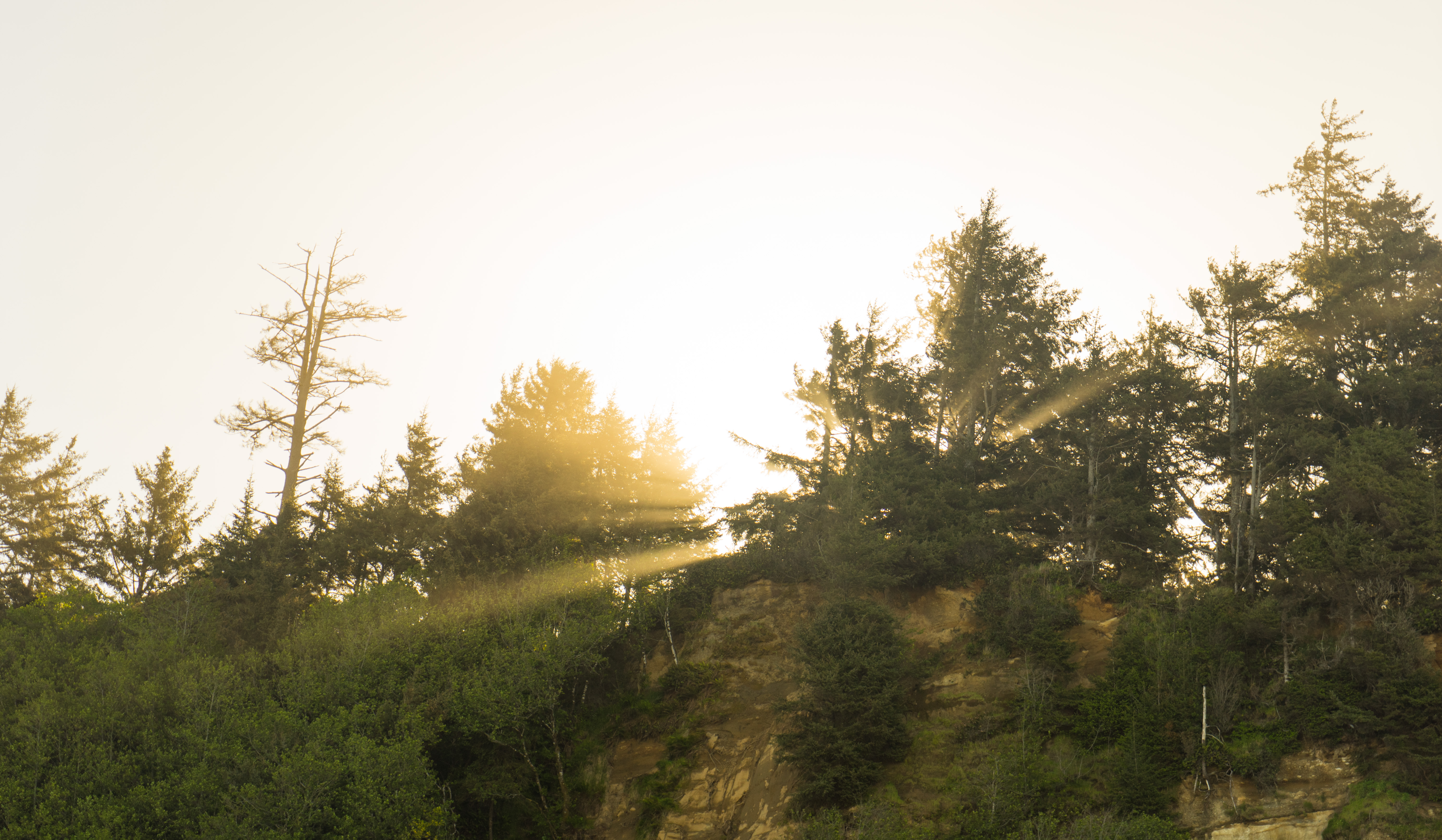 Prairie Creek Redwoods Loop