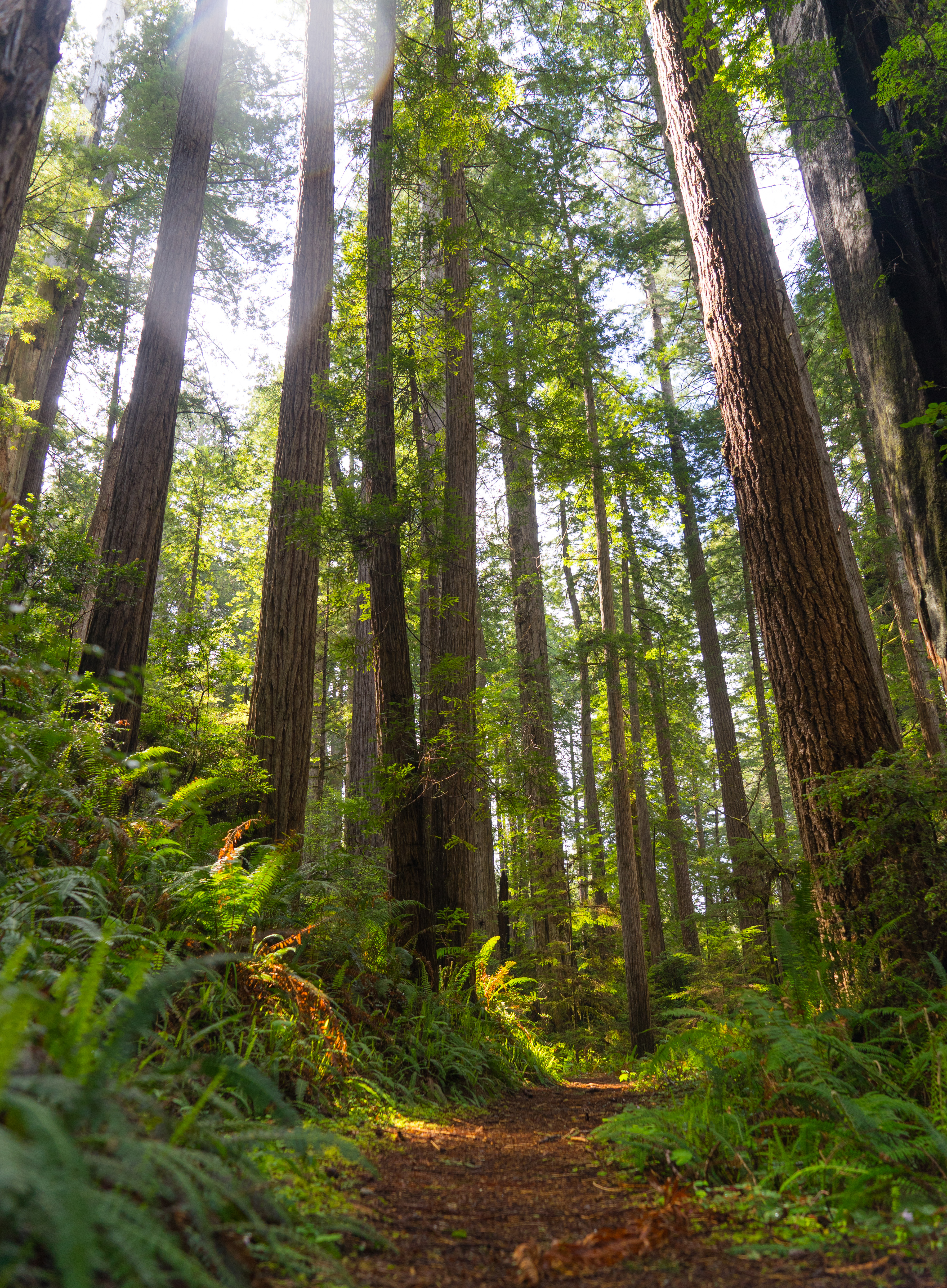 Prairie Creek Redwoods Loop